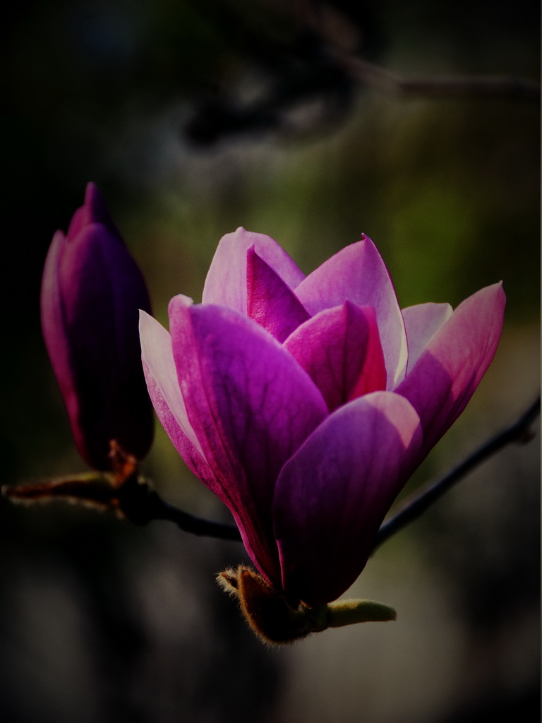 紫砂玉兰(庭院栽哪种玉兰树最好)